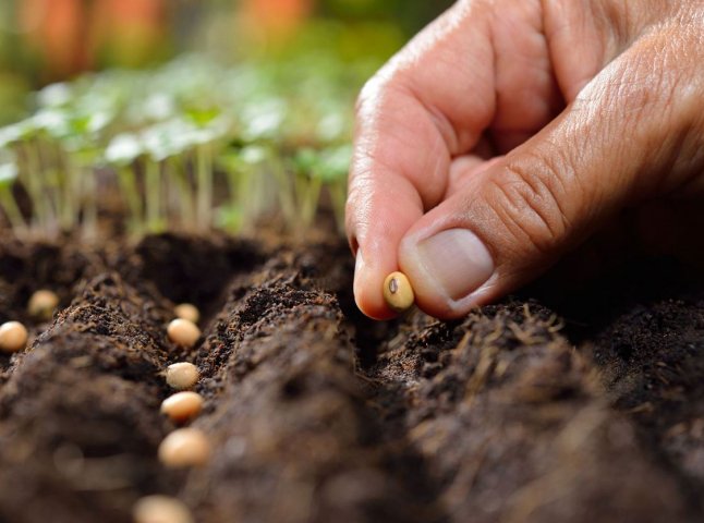 Частина українців може безкоштовно отримати насіння овочів для весняної посівної
