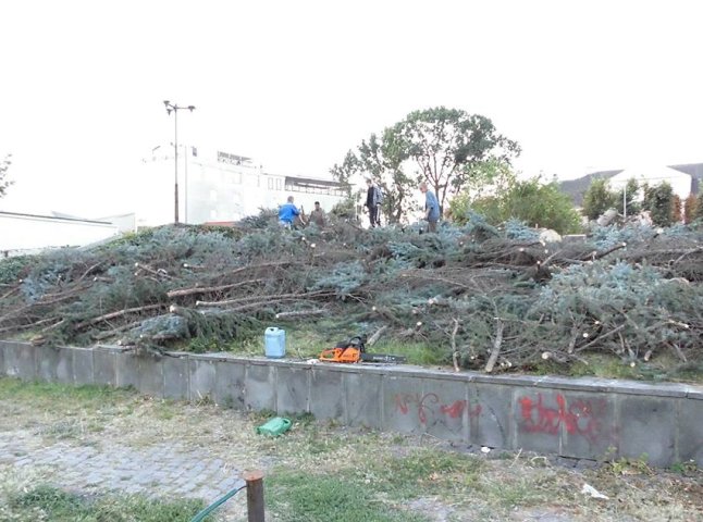В Ужгородській міській раді прокоментували вирубку дерев біля драмтеатру