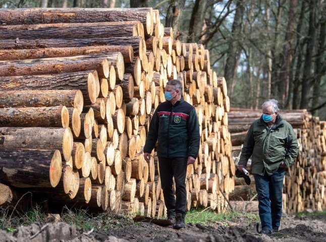 В Україні хочуть скасувати мораторій на експорт лісу-кругляка
