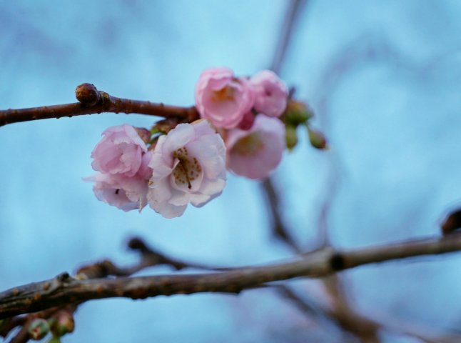 У Мукачеві посеред зими квітне «шалена» сакура