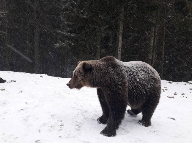 Як на Закарпатті ведмеді радіють снігу: оприлюднено відео