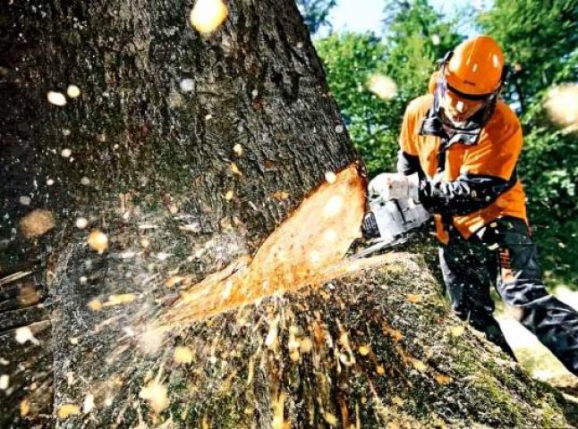 Ужанський національний природний парк оштрафований за незаконну рубку дерев