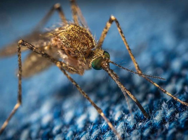 Вже скоро українців атакують нахабні кровопивці: як захиститися від комарів