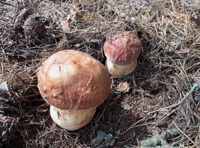 Українці продовжують хизуватися «уловом» білих грибів