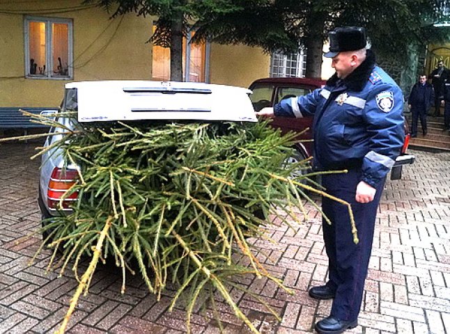 Жителю Виноградівщини не вдалось довезти незаконно зрубані ялинки до місця реалізації