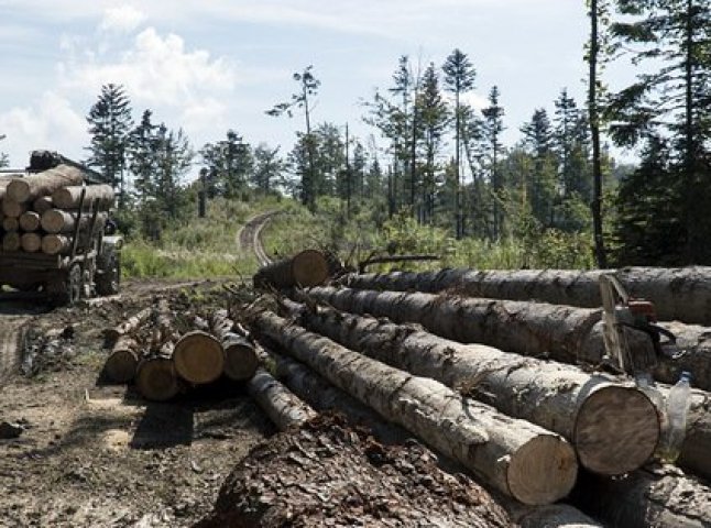 Прокуратура розповіла про масштабні порушення на території кількох лісництв