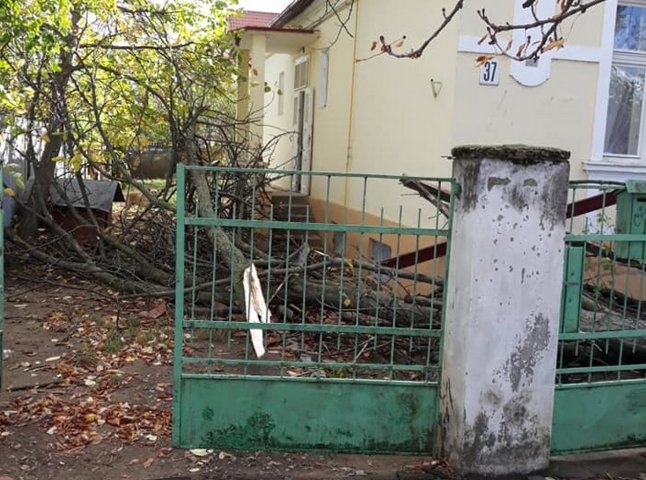 Буревій в Ужгороді: дерева ламалися та падали
