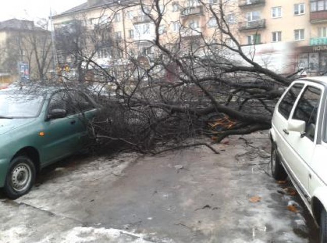 На проспекті Свободи в Ужгороді дерево "приземлилось" на три автомобілі (ФОТО) 