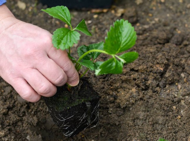 Коли восени садити полуницю, щоб мати великий урожай наступного року Коли восени садити полуницю