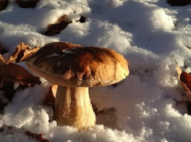 Закарпатець знайшов гриби у снігу