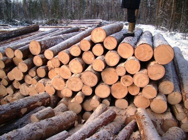 Закарпатські службовці дозволили місцевим підприємцям незаконно вивезти за кордон лісопродукцію на 1 млн гривень