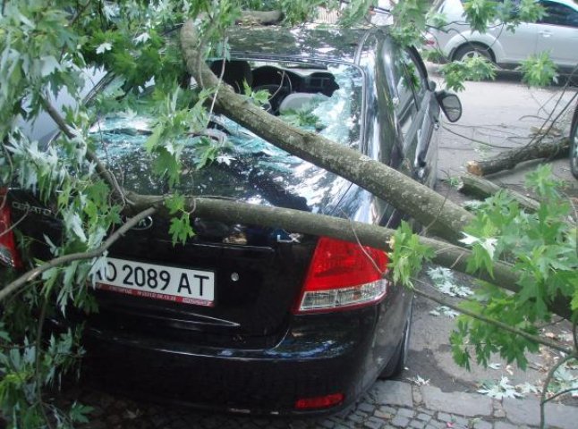 В Ужгороді дві величезні гілки впали на припарковані автомобілі