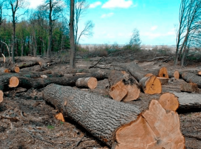 Прокуратура відреагувала на повідомлення ЗМІ про незаконну вирубку лісу