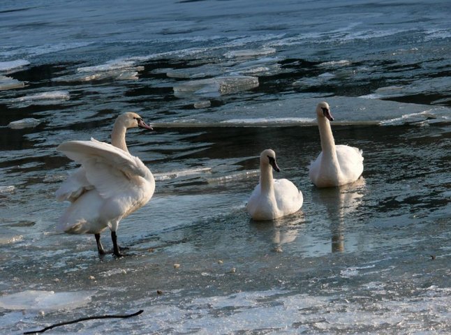 На річці Уж оселились чарівні лебеді (ФОТО)