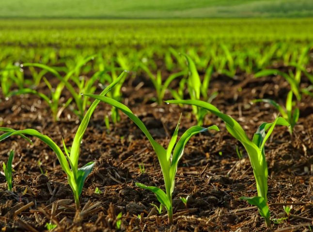 Коли садити кукурудзу: поради для багатого врожаю
