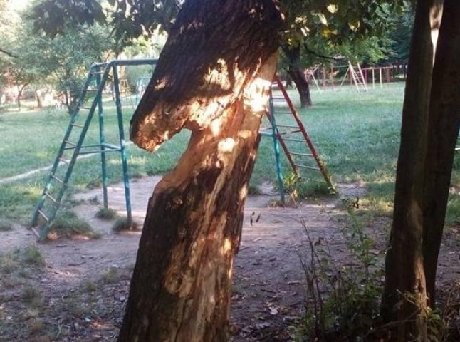 На кількох вулицях Мукачева зріжуть старі та аварійні дерева