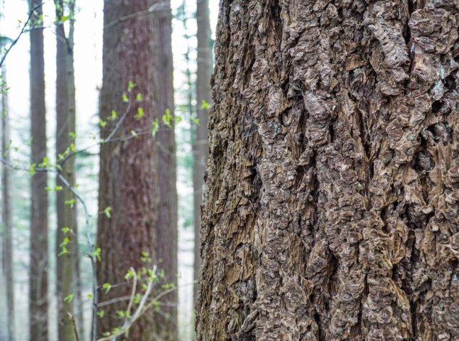 На Закарпатті росте найвище дерево у Східній Європі