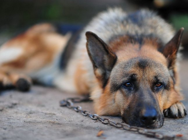 Засуджений чоловік, який привселюдно вбив собаку, досі на свободі та знущається над тваринами, – ЗМІ