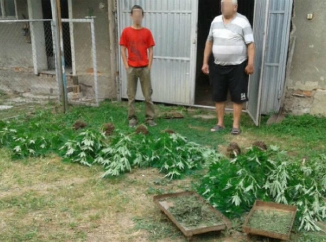 На Мукачівщині правоохоронці виявили плантацію коноплі