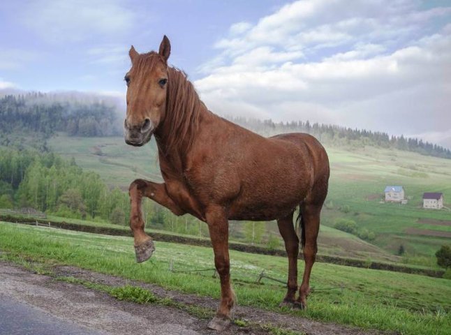 Від жителя Ужгородщини вкрали коня