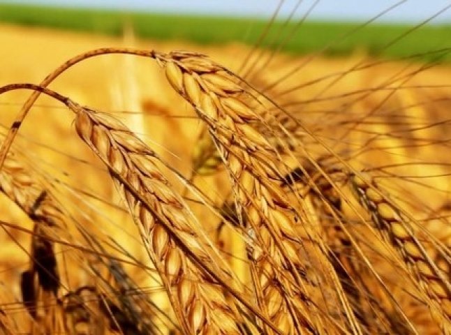 Цього року рятувальники вже зафіксували 6 випадків загорання пшениці на полях області