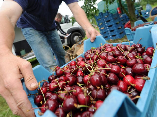 Закарпатські журналісти з’ясували, чому краяни купують фрукти та ягоди за високими цінами