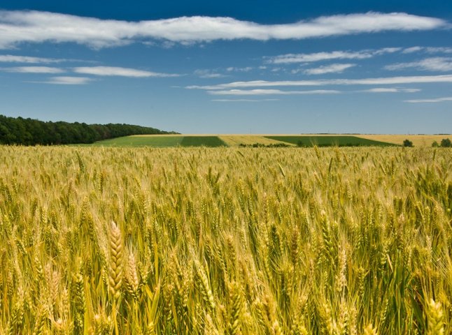 Закарпаття займає 7 місце серед інших регіонів України у агропромисловому комплексі