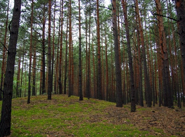 Через незаконно надану лісогосподарську землю на Тячівщині, прокуратура відкрила кримінальну справу