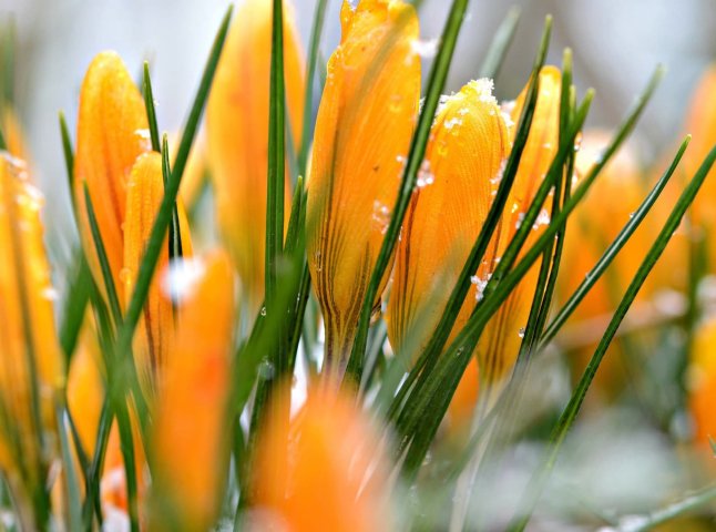 Весна ніяк не закріпиться на Закарпатті: якою буде погода в краї