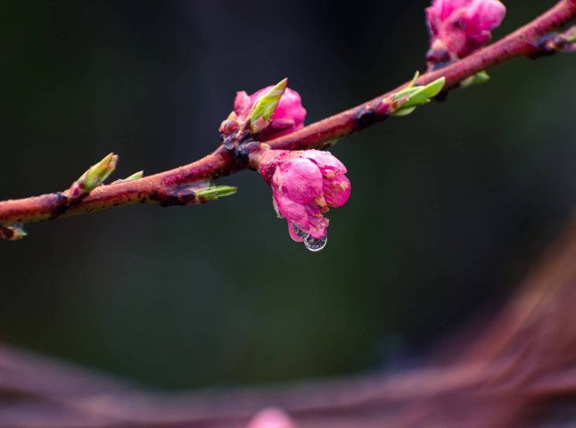 Якою буде погода на Закарпатті цього тижня та коли прийдуть дощі