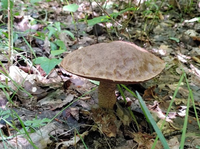 У кількох районах Закарпаття вже збирають гриби