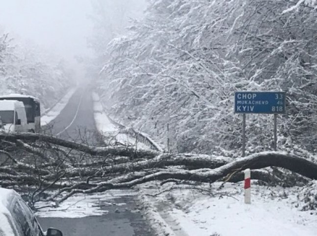 На об’їзній дорозі в Ужгороді дерево впало на дорогу та зупинило рух транспорту