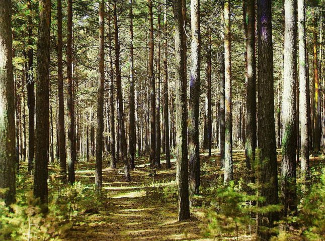 На Ужгородщині у лісі знайшли труп жінки