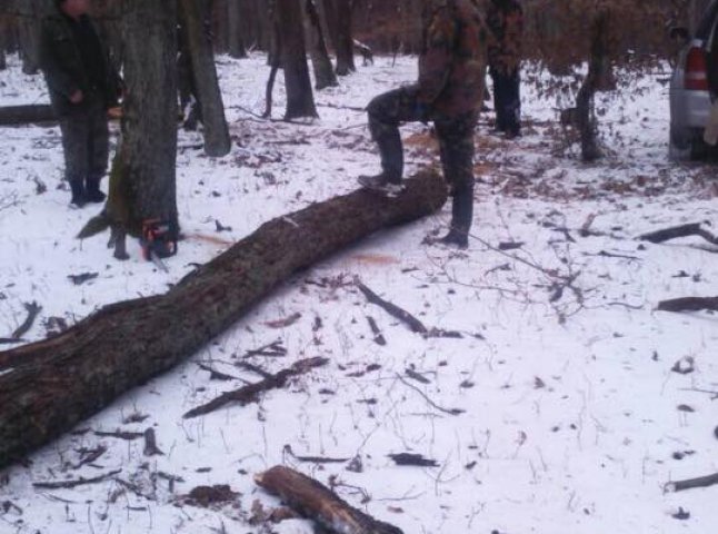 Лісівники Ужгородщини затримали крадіїв «шахтинських дубів»