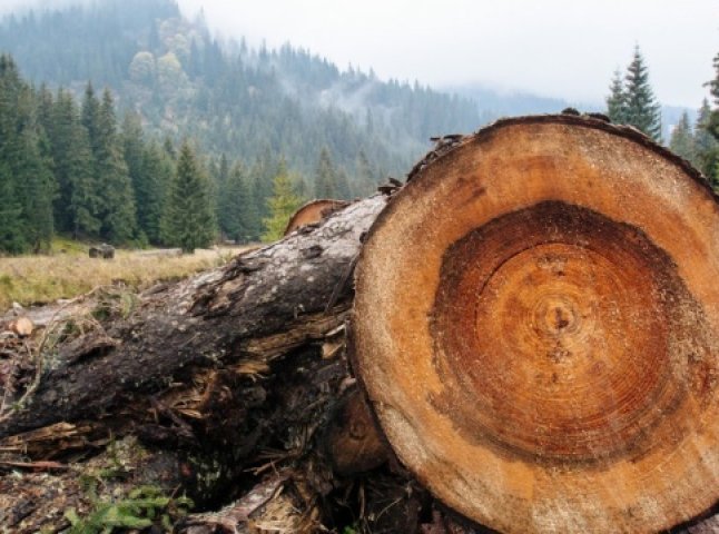 Через службову недбалість майстра лісу зрубали понад 100 дерев
