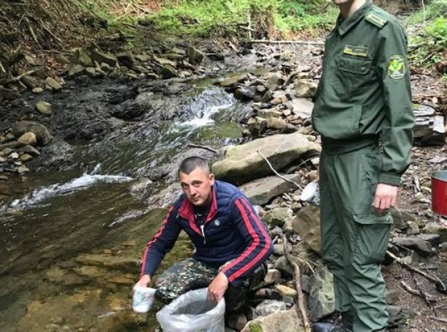 12 тисяч мальків форелі запустили у річки Міжгірщини