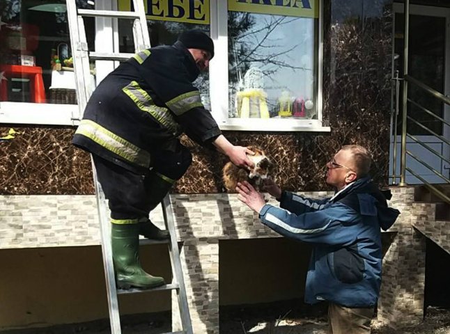 В Ужгороді чоловік викликав рятувальників, аби ті зняли з даху магазину двох його котиків