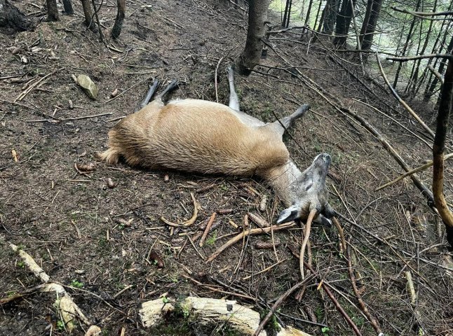 На Закарпатті в еко-парку невідомі потруїли двох оленів упродовж тижня
