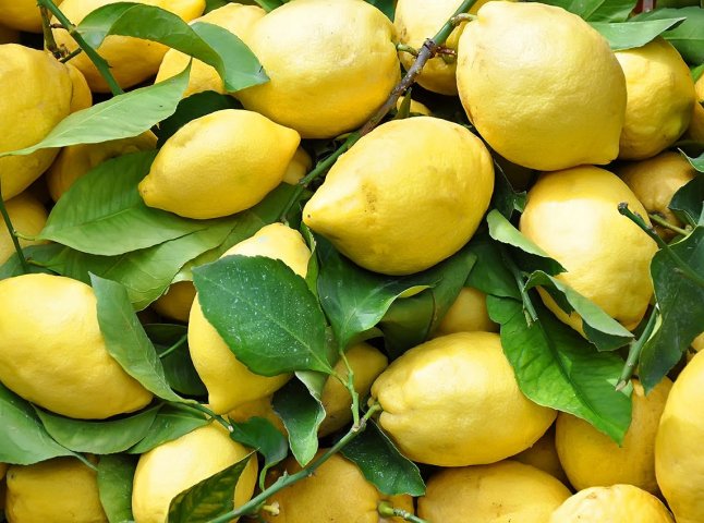У Виноградові жінка вирощує гігантські лимони