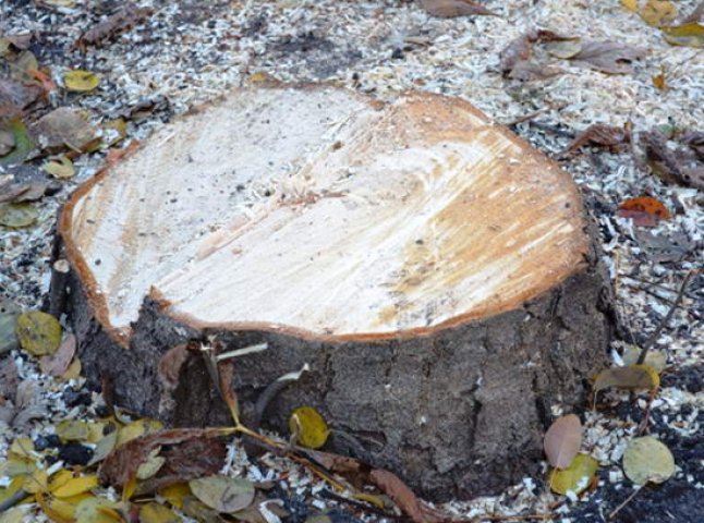 Зловмисники незаконно вирубали дерев на 1 мільйон  350 тисяч гривень. Мукачівська прокуратура відкрила кримінальне провадження