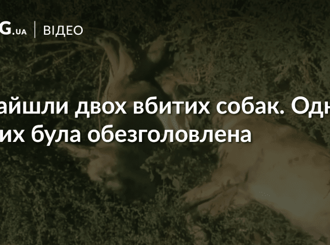 В Ужгороді знайшли двох вбитих собак. Одній із них відірвали голову