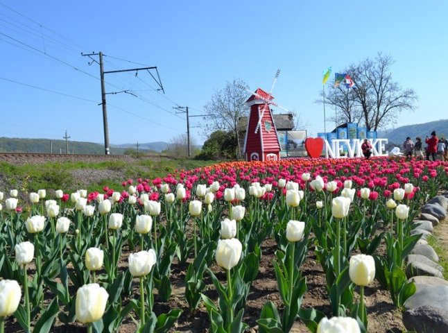 При в’їзді в село Невицьке розквітли тисячі тюльпанів