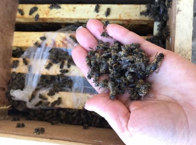 "Мертві" бджоли загули: частина бджіл, яких вважали мертвими, ожили