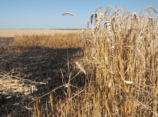 На Ужгородщині полум’я знищило 0,01 га пшениці та 0,02 га сухої трави  