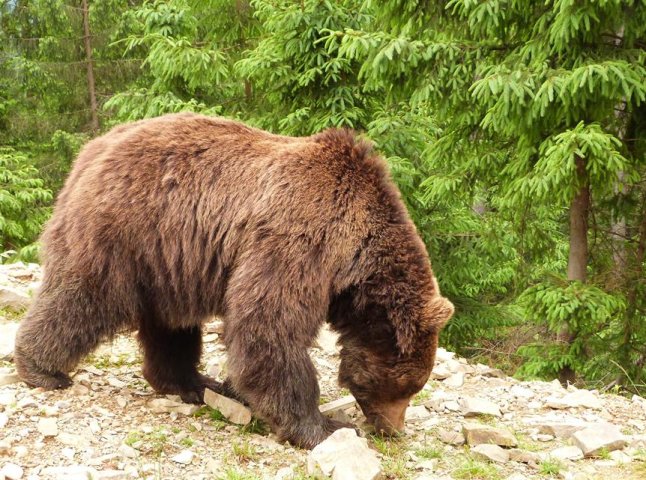 Закарпатські лісівники та WWF запускають проект зі збереження ведмедів