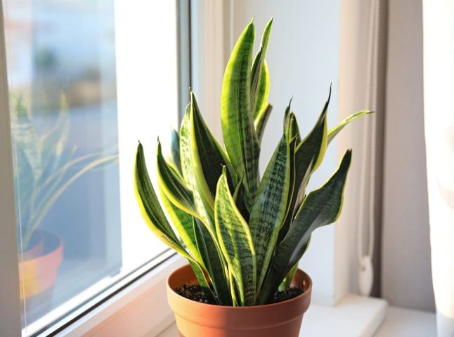 Які 3 кімнатні рослини найкраще очищують повітря в оселі