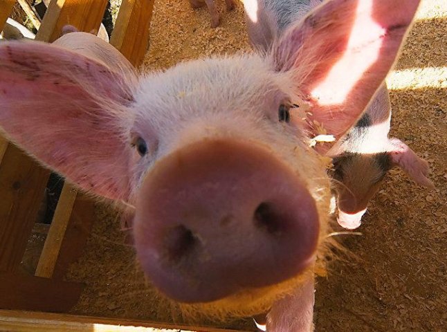 В області посилюють перевірки фермерських і домашніх господарств через поширення африканської чуми свиней