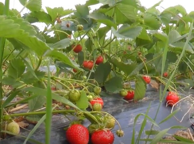 Полуничний бізнес: як у селі біля Мукачева ягоди вирощують