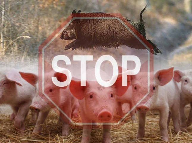 Африканська чума свиней: на Іршавщинні ввели карантинні заходи