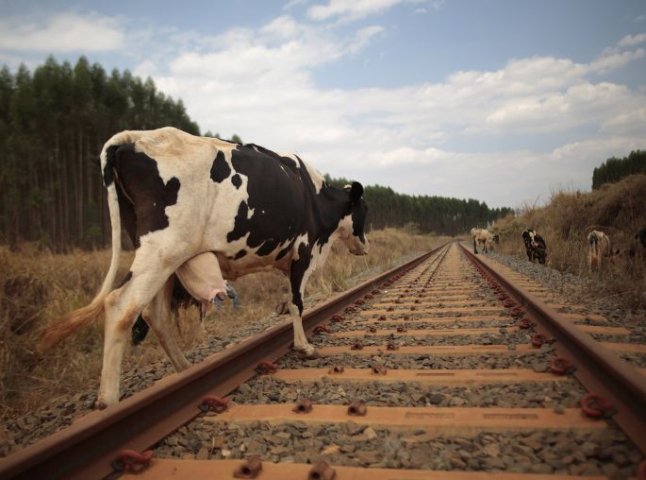 На Закарпатті залізничник врятував корову